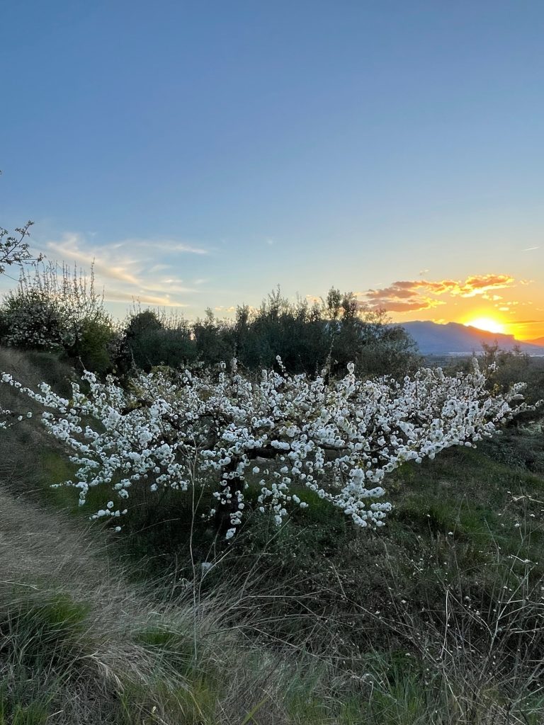 El encanto vive aquí